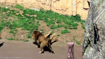 10 Times Mother Animals Saved Their Young Ones