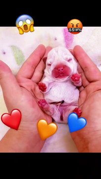 Super Funny Cats and Funny Dogs Compilation Funniest Animals Videos2022 Funny Cats Videos Funny Dogs #7