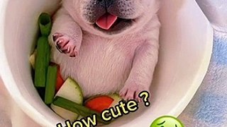 try not to laugh,funny video,funny,funny animal videos,funny animals,dogs,cute animals,funny dog videos,funny dog,dog videos,funny pets,funny animals life,funny dogs of tik tok