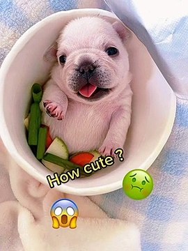 try not to laugh,funny video,funny,funny animal videos,funny animals,dogs,cute animals,funny dog videos,funny dog,dog videos,funny pets,funny animals life,funny dogs of tik tok