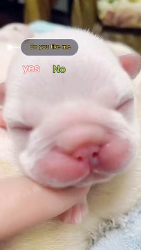 Super Funny Cats and Funny Dogs Compilation Funniest Animals Videos2022 Funny Cats Videos Funny Dogs #4