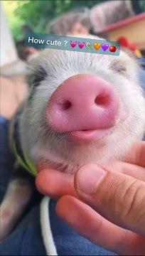 Super Funny Cats and Funny Dogs Compilation Funniest Animals Videos2022 Funny Cats Videos Funny Dogs #2