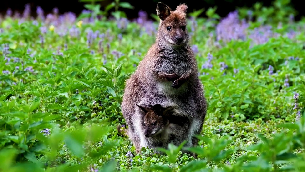 No Copyright Wildlife Animals on Safari - Free HD Videos.#forest #animals #animal #nocopyright