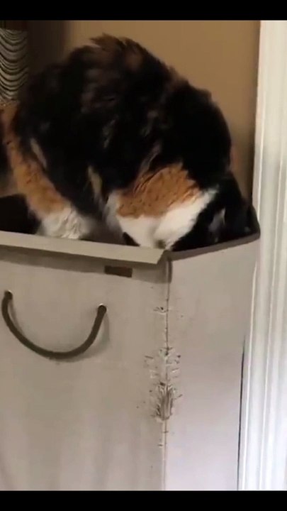 Funny cat video 2022