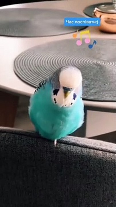 Pet Love bird play