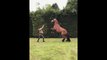 Funny And Cute horse horse jump fence #02