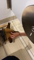 Service Dog Receives Unsolicited Bathroom Pets