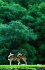 Beautiful Nature animals