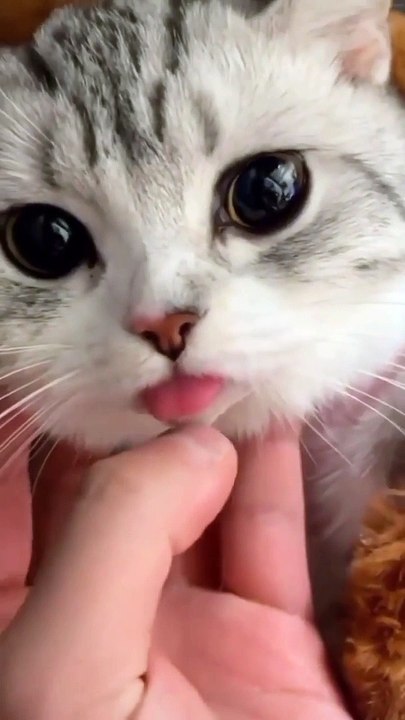 Cute cat videos