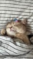 Cute Cat Sleeping videos very funny