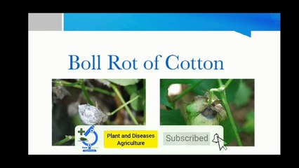Boll Rot Of Cotton Diseases_| Cotton Diseases_| Plant and Diseases Agriculture