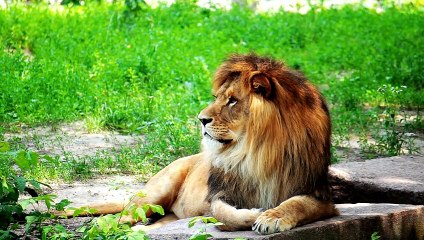 How Strong is a Lion? Is it strongr than a Tiger or a Grizzly Bear?