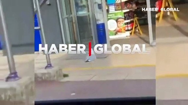 Markete girip cheddar peyniri çalan martı, koşarak uzaklaştı