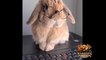 Funny and cute bunny rabbits - Baby Animal Video Compilation 2022