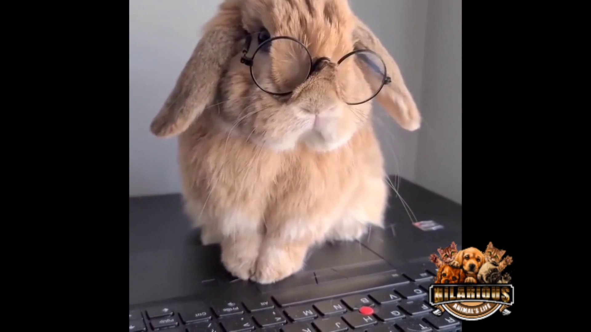 Funny Bunny Videos by Hilarious Animal's Life - Dailymotion