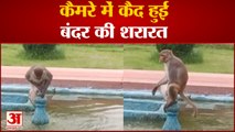 Agra News: कैमरे में कैद हुई बंदर की शरारत | Tajmahal