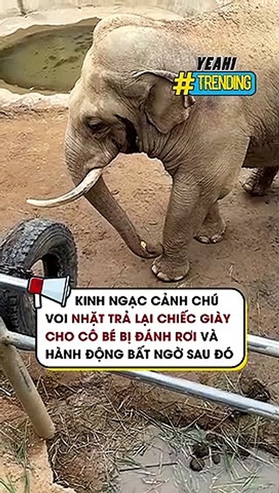 Kinh ngạc cảnh chú voi nhặt trả lại chiếc giày cho cô bé bị đánh rơi và hành động bất ngờ