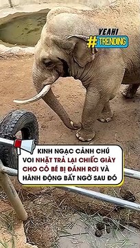 Kinh ngạc cảnh chú voi nhặt trả lại chiếc giày cho cô bé bị đánh rơi và hành động bất ngờ