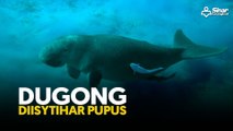 Dugong diisytihar pupus