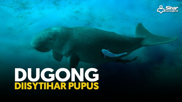 Dugong diisytihar pupus