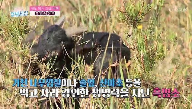 『흑염소 진액』 당뇨 예방에 탁월한 특급 비책 TV CHOSUN 220825 방송