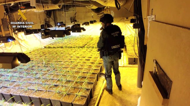 Nuevo golpe de la Guardia Civil al cultivo de marihuana en Guadañajara