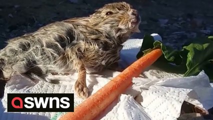 US man rescues a bunny from drowning in his pool