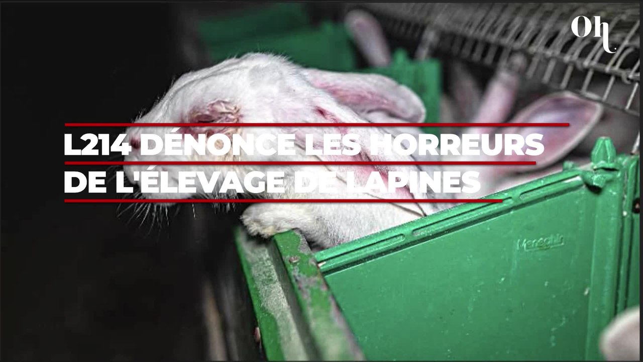 Des lapins mutilés, agonisants et en décomposition, nouvelles images insoutenables des horreurs de l'élevage