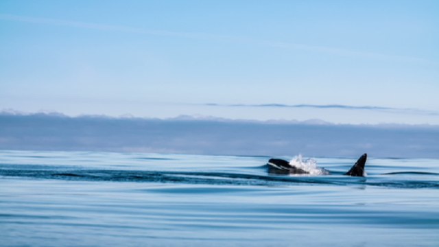 Pourquoi les orques s'en prennent-elles aux bateaux sur les côtes européennes ?