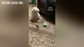 Funny Cats Memes Compilation Videos || Try Not To Laugh || Funny Videos 2022 || daily motion funny videos || cute cats baby funny videos || funny cats and dogs memes compilation videos || funniest videos 2021-2022 || animals funny club 2022 part 1