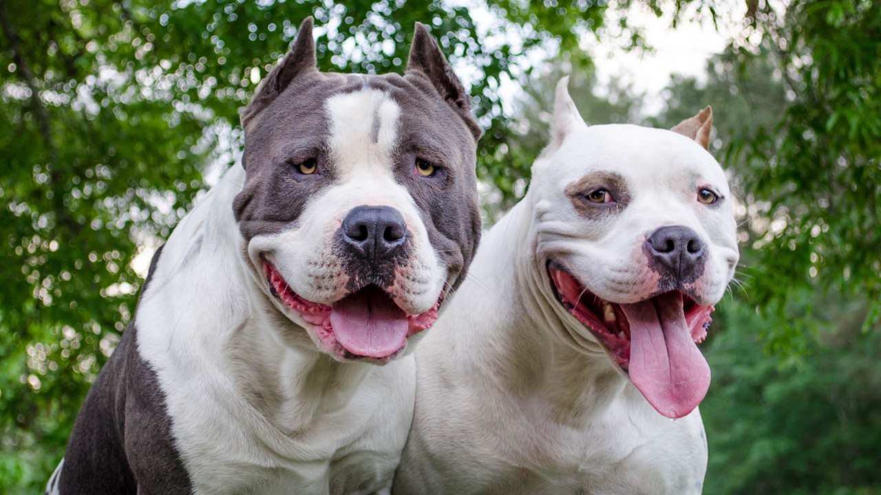 This elderly dog couple are ‘loving life’ again after they have been adopted by a family that adores old dogs