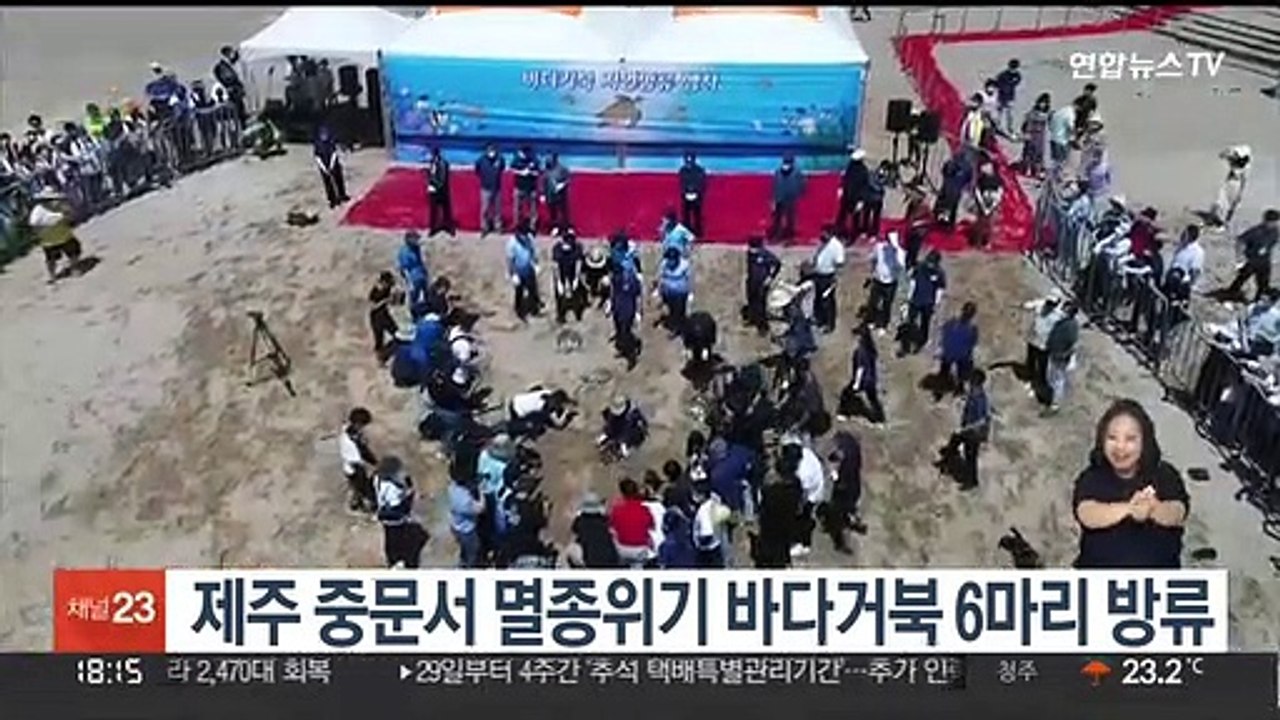 제주 중문서 멸종위기 바다거북 6마리 방류