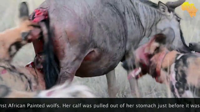 Painted WILD DOGS taking a wildebeest unborn calve from its mothers womb - NOT FOR SENSITIVE VIEWERS