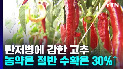 [녹색] 탄저병에 강한 고추로 소득↑...관련 연구 강화 필요 / YTN