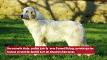 Des chiens pleurent des larmes de joie lorsque leurs maîtres rentrent chez eux !