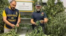 Ancona - Sequestrata coltivazione di marijuana vicino Marina Dorica (25.08.22)