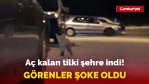 Elazığ'da aç kalan tilki şehre indi