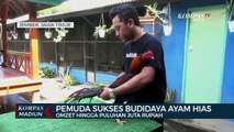 Pemuda Sukses Budidaya Ayam Hias Omzet Hingga Puluhan Juta Rupiah