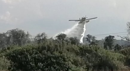 Brindisi - Incendio boschivo in località Santa Teresa (25.08.22)