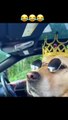 Funny dogs videos 2022 // funny pets animals// dogs videos