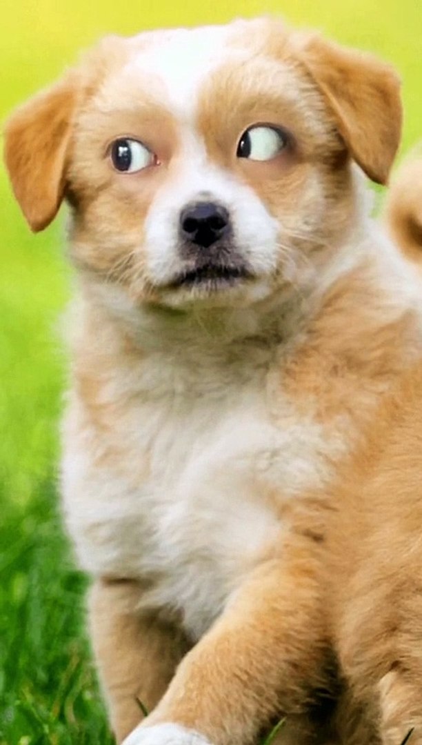 Funny pets // funny dogs videos // funny dog
