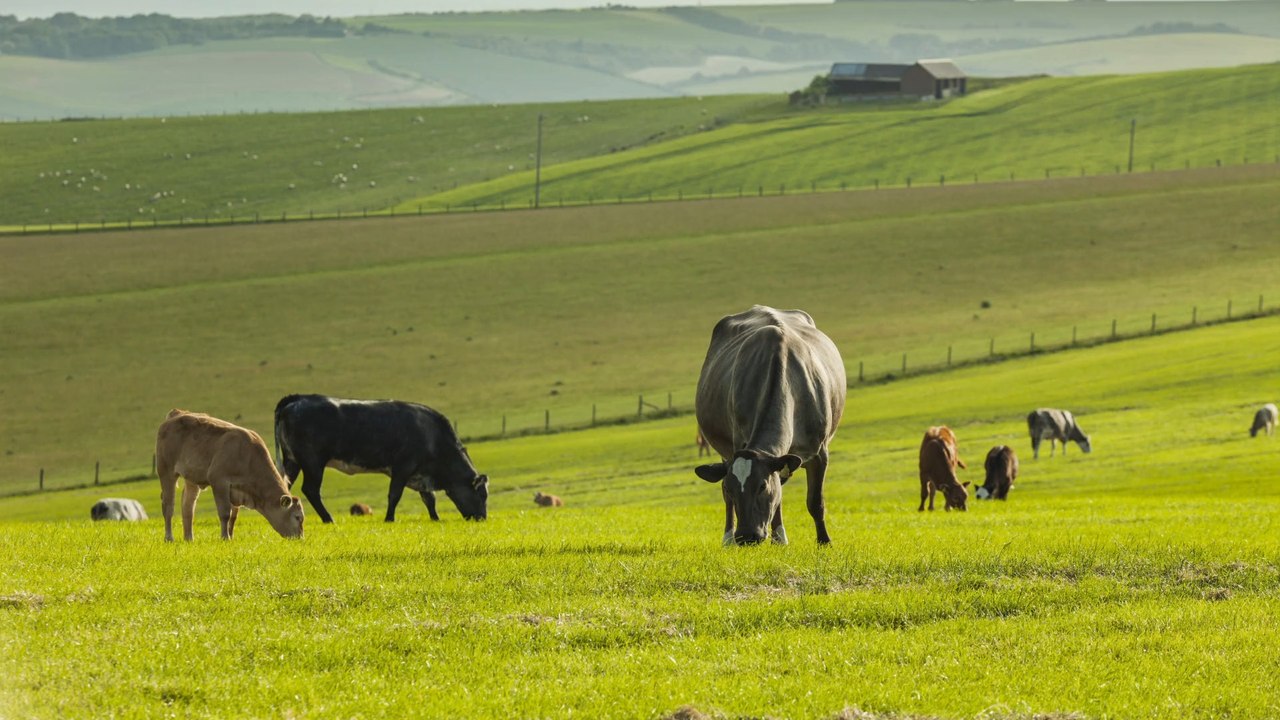 England: Vegetarierin wird von 30 Kühen totgetrampelt