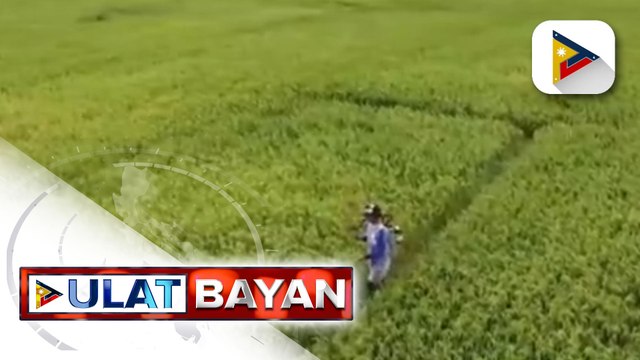 P12-B pondo, ilalaan ng gobyerno para sa buffer stocking program ng NFA upang makabili ng higit 631-M metric tons ng palay mula sa local farmers