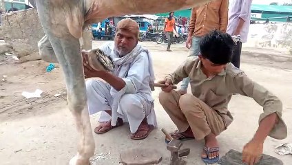 घोड़े की नाल बदलते हुए देखे पीरान कलियर रूडकी __ How To Change Horseshoe साबिर पाक दरगाह __ कलियर