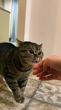 Cute Crazy Cats Funny Viral Clips Best funny Cats shorts Video trending animals