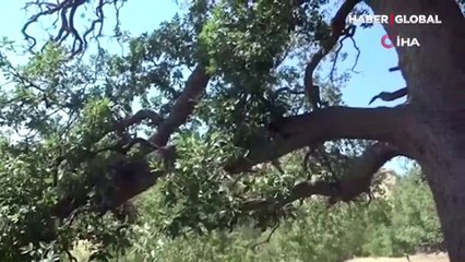 Yeni gelinin batıl inancı 500 yıllık meşe ağacını yaktı