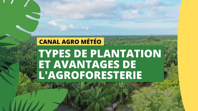 Canal Agro Météo : Types de plantation et avantages de l'agroforesterie