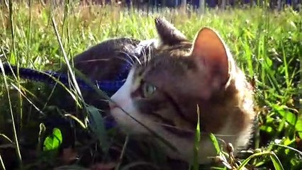 A Small Cat Sits in the Grass