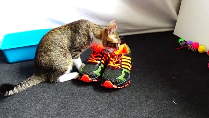Curious Kitten Discovers a Brand New Pair of Shoes