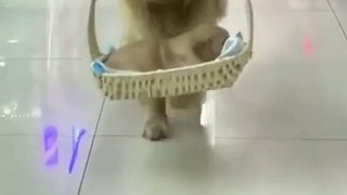 funny video-funny dogs #shorts